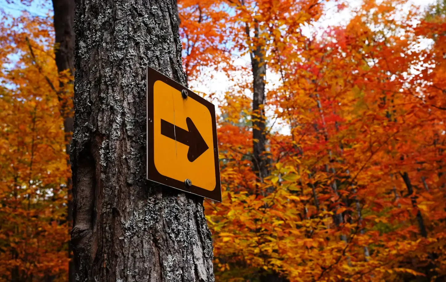 S’activer – signal en forêt